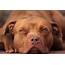 Red Nose Pitbull Breed Facts History And Differences
