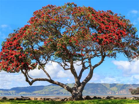 Have You Heard Of The Pohutukawa Tree In New Zealand