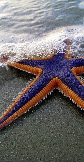 19 Bizarre And Beautiful Starfish Species Beautiful Sea