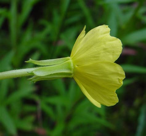 Oenothera Parviflora Small Flowered Evening Primrose Go Botany