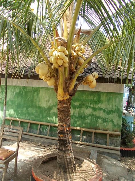 Maybe you would like to learn more about one of these? Jual pohon kelapa kuning murah | Harga kelapa kuning ...