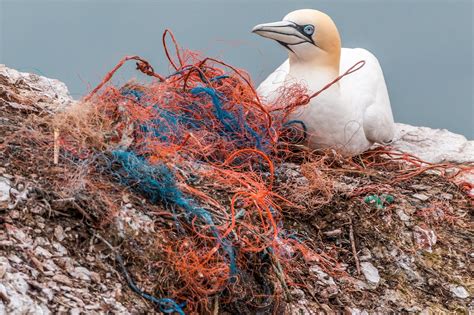 How Do We Pollute 9 Types Of Ocean Pollution Spring Power And Gas