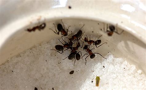 Placing a bay leaf in your pantry can go a long way toward deterring sugar ants. Get Rid of Sugar Ants in 3 Steps