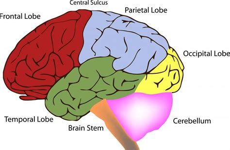 What Are The Functions Of The Temporal Lobe With Pictures