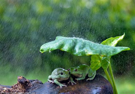 The well was the frog's whole world, until the day the well ran dry and the bugs began to disappear. Two frogs huddle together under a leaf umbrella to shelter ...