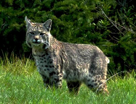 Mendonoma Sightings A Beautiful Bobcat As Photographed By Tom Osborne