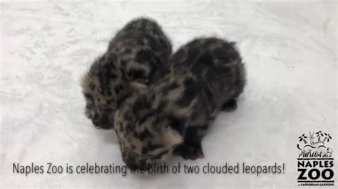 Clouded Leopard Kittens Born At Naples Zoo Scrolller