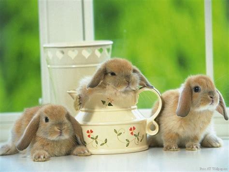Bunnies On Pinterest Baby Bunnies Holland Lop And Mini Lop