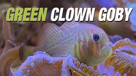 Species Spotlight Green Clown Goby Youtube