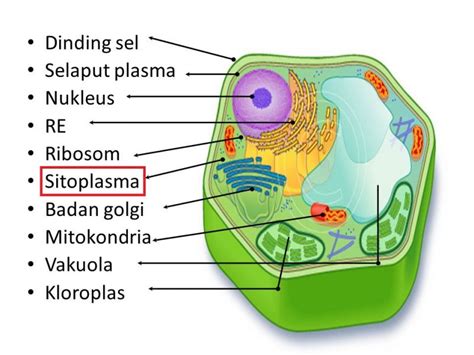 √ Sel Tumbuhan Struktur Fungsi Gambar Organel Organel Sel