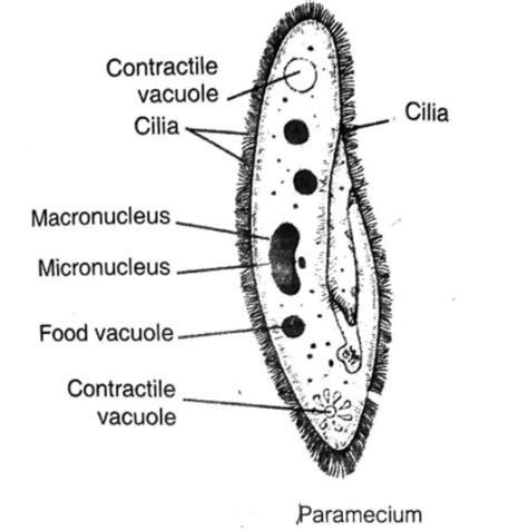 Diagram Of Paramecium