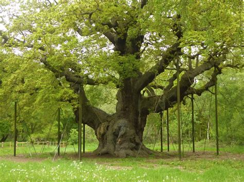 The Major Oak Of Sherwood Forest Ep 12 This Old Tree