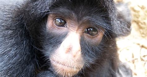 The average duration of life nosed monkeys is 20 years. Life cycle of a spider monkey | eHow UK