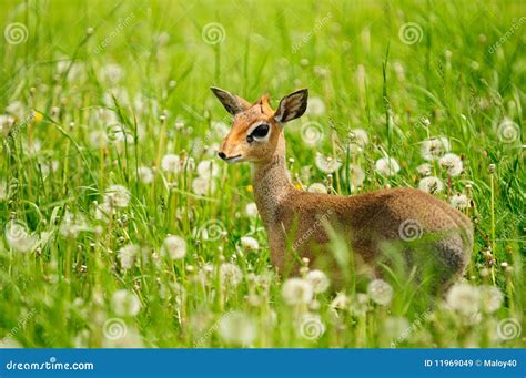 Bambi Stock Image Image Of Deer Young Field Summer 11969049