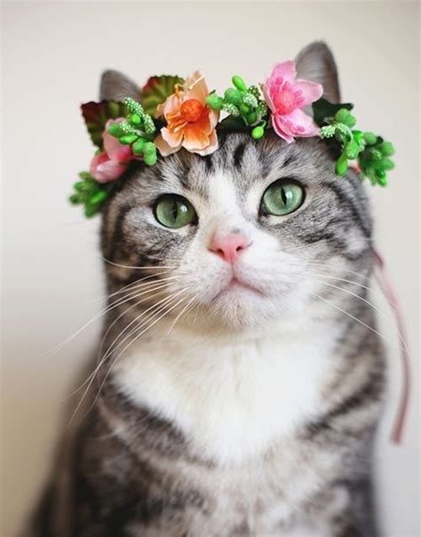 Adorable Cat Wearing A Flower Crown Flowers Adorable