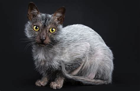 Lykoi Cat Breed Information And Characteristics