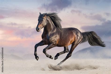 Bay Horse Run Gallop In Desert Sand Stock Photo Adobe Stock