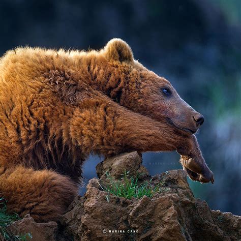 The Majestic Beauty Of Wild Animals Captured By Marina