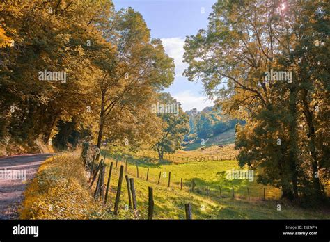 Autumn countryside road on a farm land. Yellow trees landscape on