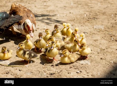 Ducklings Following Mother
