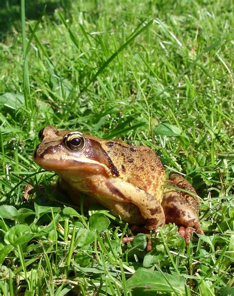 Toad In The Grass Stock Photo Image Of Garden Outdoors 8270938