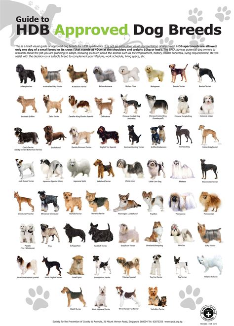 Toy Dog Breeds Dog Breeds List Small Dog Breeds Chart Dog Breeds Chart