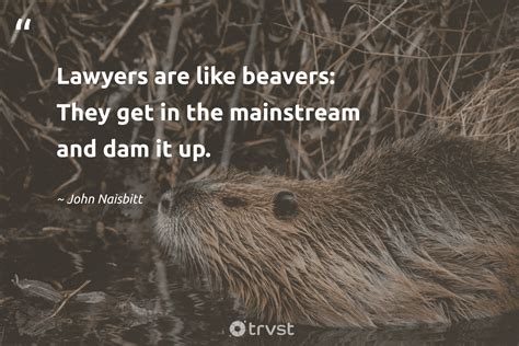 12 Beaver Quotes To Unleash Your Industrious Self