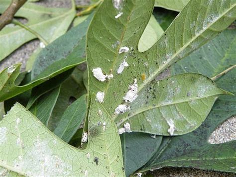 How To Get Rid Of Mealy Bugs Aka Woolly Aphids On Your