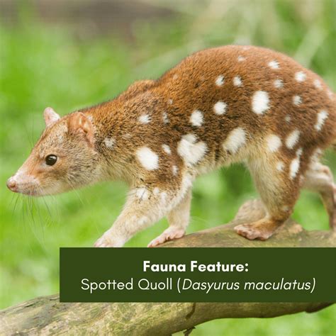 Fauna Feature Spotted Quoll Dasyurus Maculatus Hunter Region