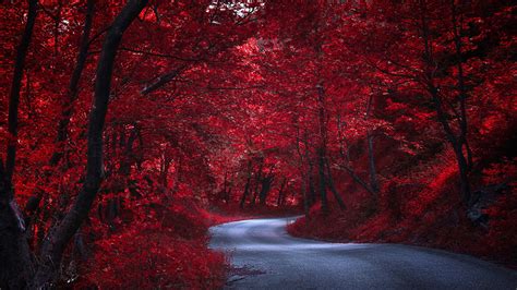 Photo Red Autumn Nature Roads Trees 1920x1080