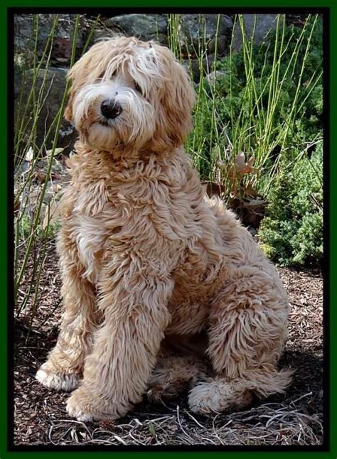 5 females, 4 males ‍available: Southern Charm Labradoodles - American and Australian ...