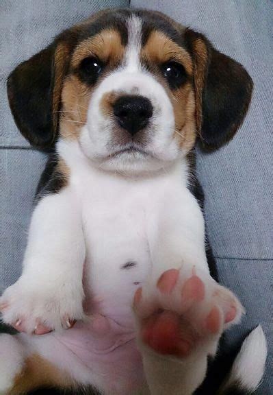 Cuddly Dog Puppy Paws Beagle Puppy