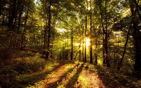 Forest Sunrise Wallpapers Top Free Forest Sunrise Backgrounds