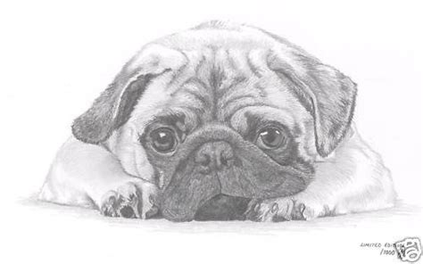 Beautiful Sketch Pug Dog Pugs Baby Dogs