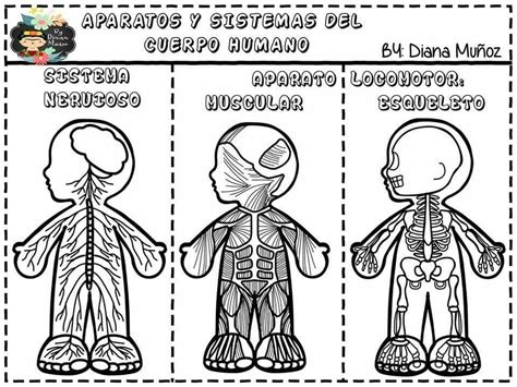 Pin De Miriamymariano Aguadoyrivera En Ciencias Sistemas Del Cuerpo Humano Sistemas Del