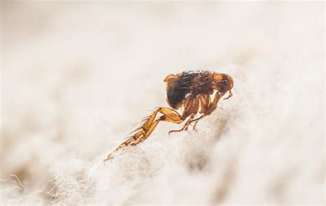 Blog Pest Control For Fleas Near Me Davidson Exterminators