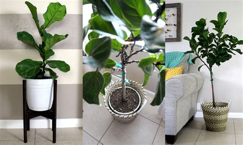 Check spelling or type a new query. Home Project // Pots for Indoor Plants - Within the Grove