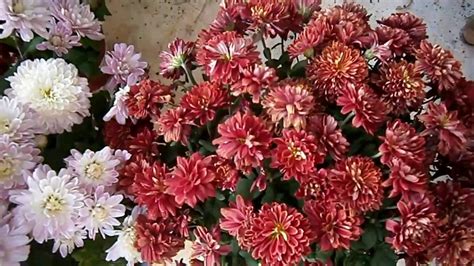 How To Grow Chrysanthemums Plant Project Youtube
