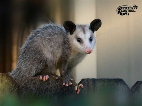 Opossum Removal In Lake County Critter Control Of Lake County