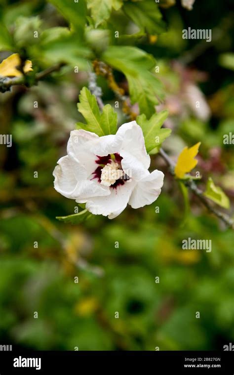 Hibiscus Syriacus Red Heart Stock Photo Alamy
