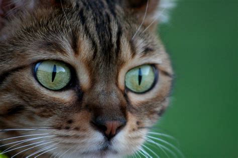 Bengal Cats Eyes Extreme Closeup Of My Bengal Cats Face