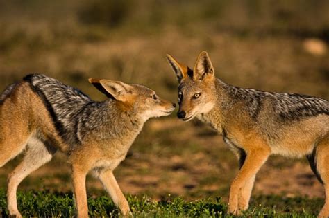 Black Backed Jackal Facts Habitat Diet Life Cycle Baby Pictures
