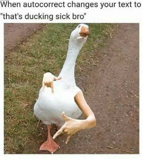 Meme Pfp Duck 25 Best Memes About Duck Duck Memes Whether It Is