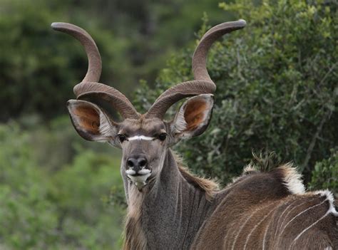 Kudu Specie Tragelaphus Linksfontein Safari Lodge