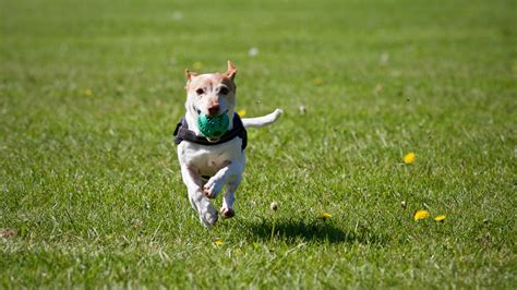 Maybe you would like to learn more about one of these? Dog Friendly Outdoor Spaces - Chevy Chase Exteriors