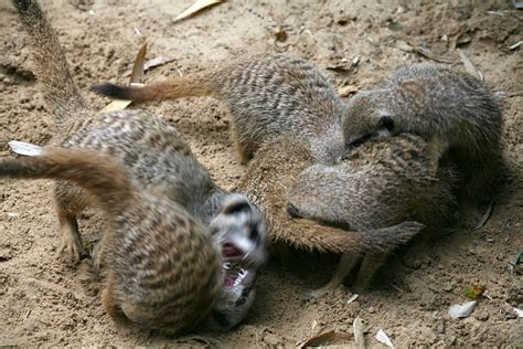 Meerkat Fight Stock Photos Pictures And Royalty Free Images Istock