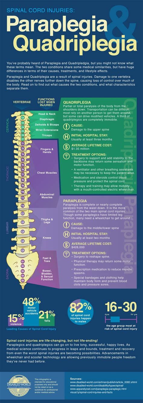 Quadriplegia And Paraplegia Information And Infographic Spinal Cord