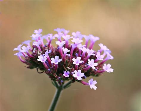 Free Stock Photo Of Cluster Of Small Purple Flowers Download Free