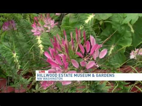 If you love beautiful homes, gardens, and art, you'll adore hillwood estate, museum & gardens. Visiting the Hillwood Estate Museum and Gardens - YouTube