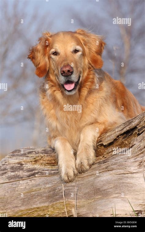 Male Golden Retriever Stock Photo Alamy